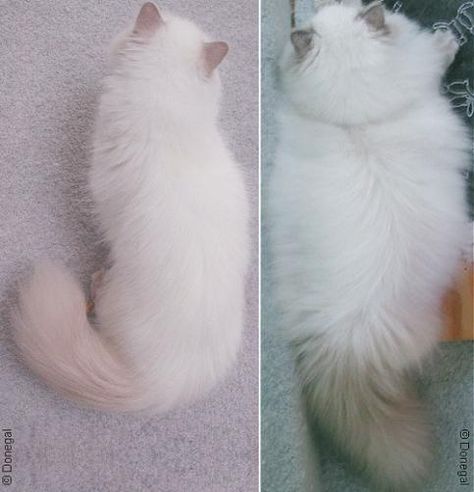 Lilac Point Himalayan | Lilac point Himalayan & Blue point Himalayan Siamese Himalayan Cat, Cat Himalayan, Blue Point Himalayan Cat, Blue Point Cat, Lavender Point Siamese, Cat Haircut, Himalayan Persian Cats, Lilac Point Siamese, Himalayan Kitten