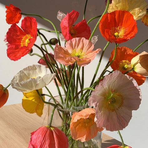 Iceland Poppies, Aesthetic Artsy, Icelandic Poppies, Nature Photoshoot, I Love Lamp, Orange Poppy, Gorgeous Flowers, Chicken House, Foto Ideas Instagram