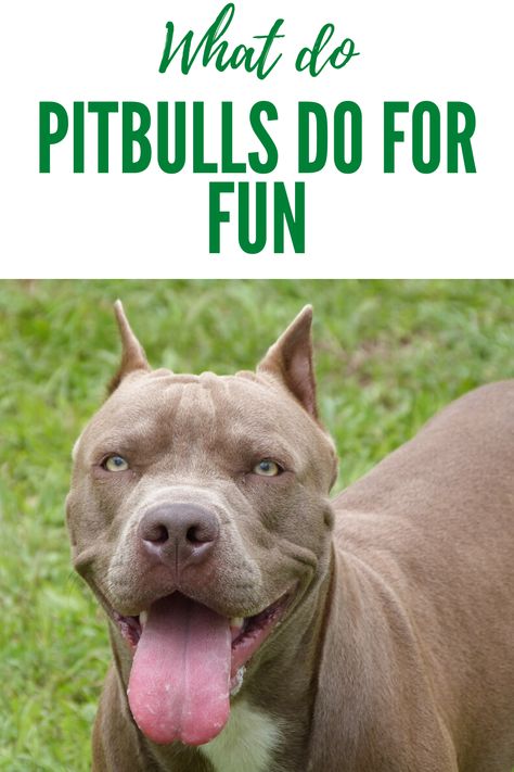 Exercises To Build Muscle, Pit Bull Care, Pitbull Training, Pit Dog, American Pitbull, Dog Exercise, Pitbull Puppy, Family Dog, Exercise Tips