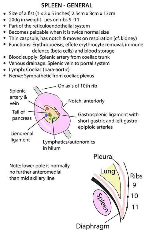 Abdomen Anatomy Notes, Spleen Anatomy, Medical Interpreter, Medical Terminology Flash Cards, Anatomy Of The Body, Anatomy Flashcards, Learn Biology, Lymph Glands, Human Physiology