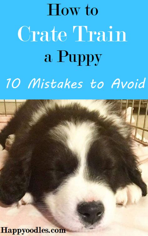 Click Training Puppy, Safe Puppy Treats, Best Way To Train A Puppy, Best Puppy Toys To Keep Them Busy, Puppy Training Hacks, Maltipoo Puppy Training, Tips For Training A Puppy, 8 Week Old Puppy Training, Create Training Puppies