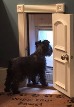 My Baby Bailey Marie Wishing The Rain Would Stop So She Can Use Her New Dog Door Doggy Door, Kat Diy, Cairn Terriers, Dog Rooms, Dog Door, Dog Houses, Diy Dog Stuff, Dog Stuff, Dog House