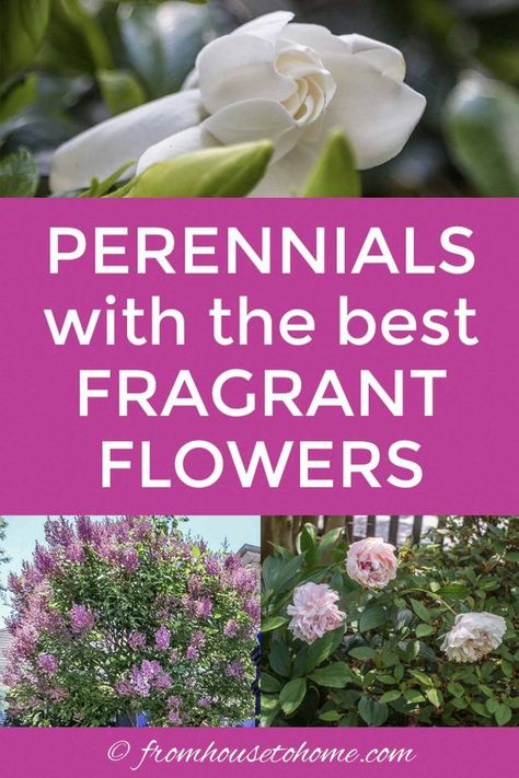 Looking for some perennials to add fragrance to your garden? This list of plants with the most fragrant flowers will have your yard smelling heavenly. #fromhousetohome #gardendesign #gardening #fragrantflowers #sunperennials  #gardeningforbeginners Fragrant Flowers Garden, Plants With Flowers, Best Smelling Flowers, Scented Plants, Perfume Versace, Scented Flowers, Walk Outside, Smelling Flowers, Full Sun Plants