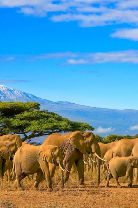 Embark on the ultimate safari adventure! 🦁 Join us on thrilling drives through magnificent national parks, from Lake Manyara to the Serengeti Plains. Witness extrodinary wildlife like rhinos, hippos, cheetahs, leopards, elephants, and more in their natural habitat. Then, escape to the tropical paradise of Zanzibar, where pristine beaches and historic Stone Town are waiting. This is an unforgettable journey for the fit and adventurous traveller!  #Tanzania #Zanzibar #Safari #Wildlife  #Travel Serengeti National Park Tanzania, Tanzania National Parks, Tanzania Travel, Tropical Africa, Stone Town, Wildlife Travel, Holiday 2024, Tanzania Safari, Serengeti National Park