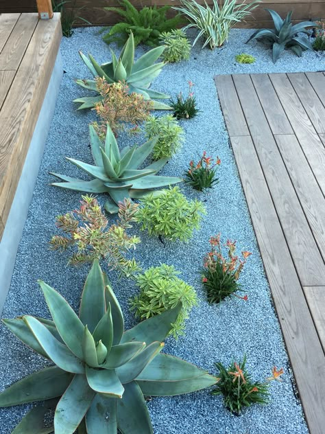 Drought tolerant plantings. Aloes and kangaroo paw. Succulent Landscape Design, River Rock Landscaping, Succulent Garden Design, Succulent Landscaping, Kangaroo Paw, Succulent Gardening, Garden Types, Desert Garden, Landscape Designs