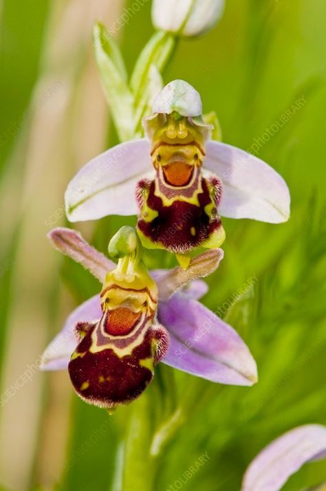 Bee Orchid (Ophrys apifera) in flower - Stock Image - C016/4720 - Science Photo Library Bee Orchid, Orchid Growing, Male Bee, Orchid Illustration, Gods Art, Weird Plants, Growing Orchids, British Garden, Buy Seeds