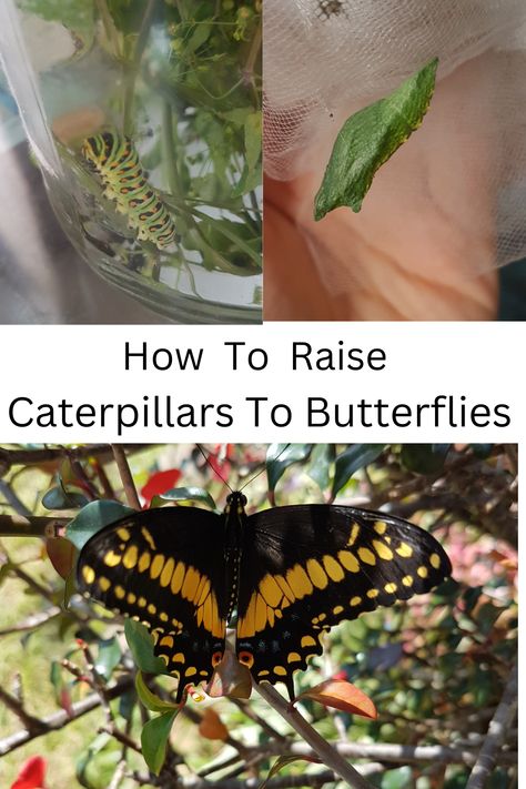 How To Help Butterflies, Raising Butterflies At Home, How To Raise Caterpillars, Raising Caterpillars, Catipillar To Butterfly, Raise Butterflies, Study Science, Raising Butterflies, Butterfly Metamorphosis