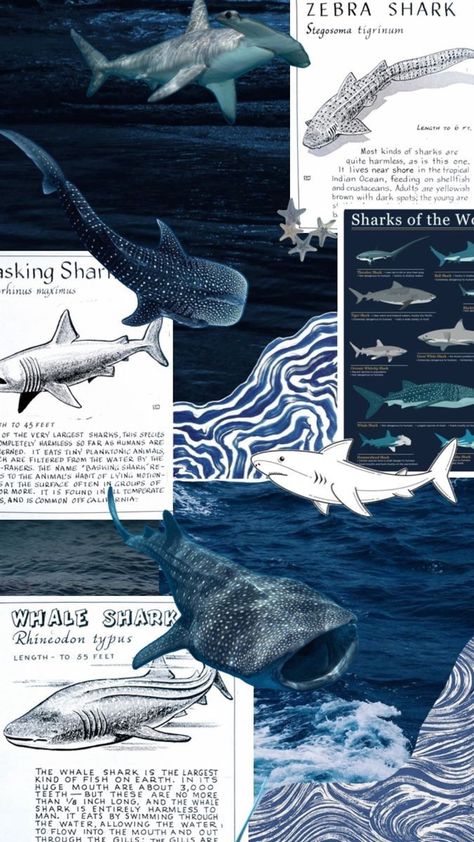 .⋆𓆝 𓆟 𓆞 𓆝 𓆟⋆. Shark Pattern Wallpaper, Whale Collage Art, Sea Themed Wallpaper, Ocean Poster Design, Shark Collage, Shark Background, Sea Life Wallpaper, Background Ocean, Shark Whale