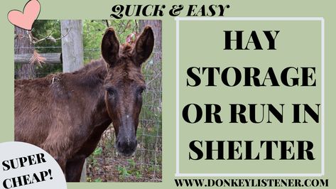 This easy and cheap carport from Harbor Freight is perfect for a run in shelter or hay storage! I'm using it to store my donkeys carts! Check out how easy it is and the tools you will need Horse Run In Shelter, Cheap Carports, Safe Ideas, Donkey Cart, Homesteading Life, Hay Storage, Harbor Freight, Donkeys, Diy Easy