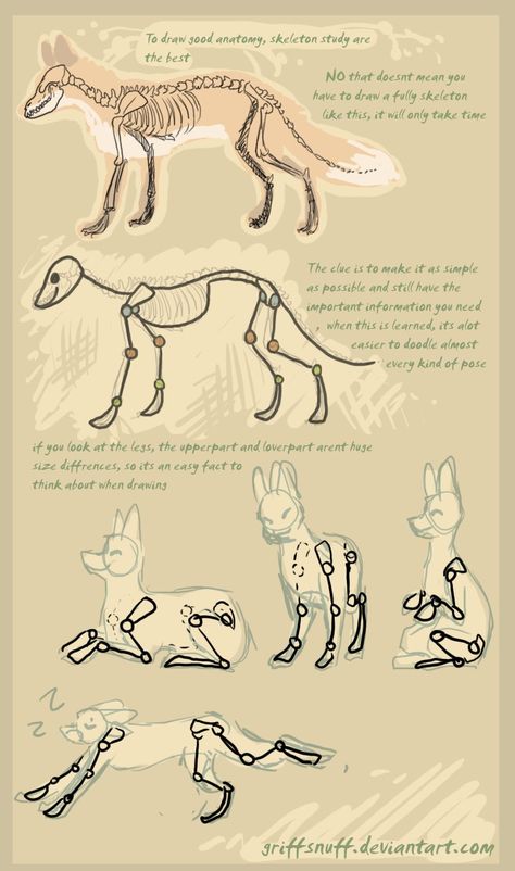 fox doodle tutorial by griffsnuff Fox Anatomy Drawing Study, Fox Anotamy, Fox Tutorial Drawing, Drawing Fox Sketches, Animal Tutorial Drawing, How To Draw Foxes, Coyote Reference, Foxes Drawing, Fox Drawing Sketches