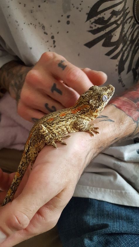 Fuego - Male gargoyle gecko Leachianus Gecko, Leopard Gecko Cage, Gecko Cage, Gargoyle Gecko, Reptile Room, Ball Python, Leopard Gecko, Reptiles And Amphibians, Bearded Dragon