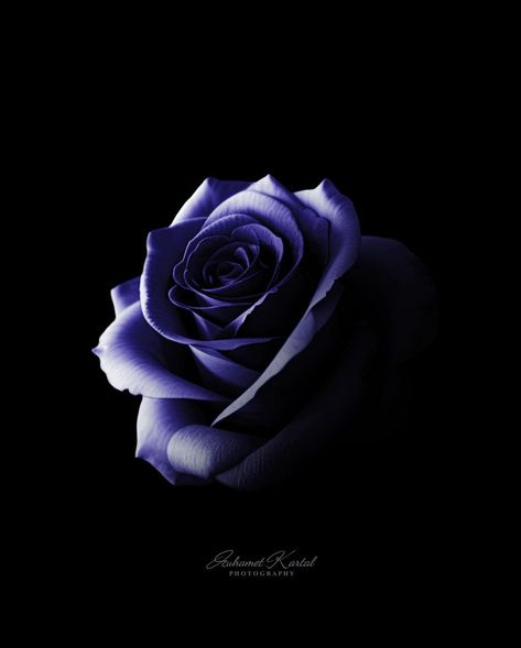 MUHAMET KARTAL | You saw the light in yourself even when you were surrounded by darKness. That's strength 💙🌹 . . . #rose #flower #blue #nature #dark… | Instagram Plant Reference, Rose Purple, Blue Nature, Pretty Landscapes, Flower Blue, Language Of Flowers, The Light, Rose Flower, Wallpapers