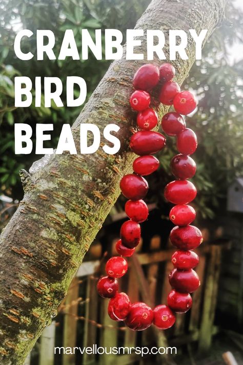 Christmas Bird Feeders Diy, Environmental Club, Winter Bird Feeders, Homestead Lifestyle, Wildlife Garden, Bird Feeding, Vintage Family, Diy Bird Feeder, Bird Beads