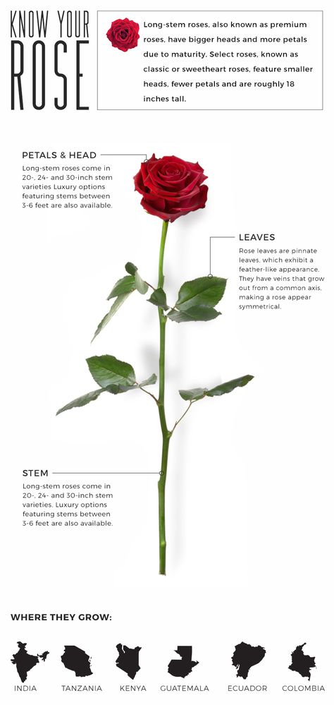 Anatomy, Terminology, & Luxury: Your Rose Guide - Fresh by FTD Rose Anatomy, Anatomy Terminology, My Father's World, Flower Meanings, Rose Leaves, Wedding Top, Bride Bouquets, Rose Bouquet, Gift Baskets