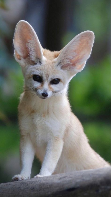 Fennick Fox Baby, Fox Meme, Fox Fursona, Fennec Fox Pet, Cutest Animals In The World, Fox Memes, Fav Animal, Tattoo Nature, Desert Fox