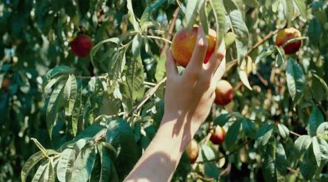 The video's made up entirely of footage from the movie, and begins with an image of...the Peach, of course. The "Call Me By Your Name" Music Video Shows Us A Lot Of The Movie Foto Muro Collage, Somewhere In Northern Italy 1983, Requiem For A Dream, Peach Aesthetic, Call Me By Your Name, Italy Summer, Italy Aesthetic, Peach Trees, Name Wallpaper