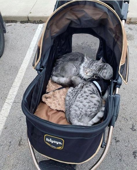 Cats In Strollers, Cat In Stroller, Cat Furniture Design, Cat Stroller, Pet Strollers, Dog Carrier Bag, Pet Carrier Bag, Dog Stroller, Pet Stroller