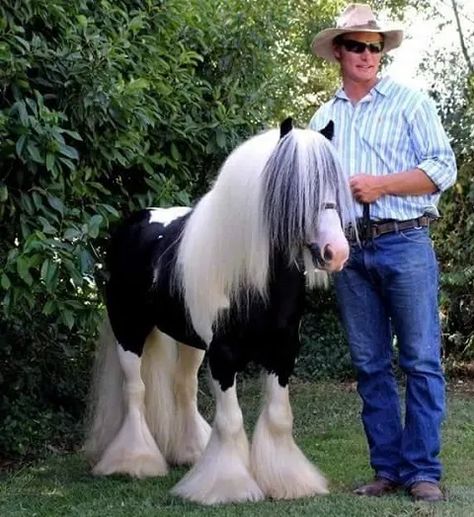 Miniature Horses, Vanner Horse, Horse Breeder, Welsh Pony, Pull Cart, Big Horses, Dream Horse, Mini Horse, Horse Owner