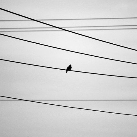 Black and White Bird Photography, Lonely Bird on Wire, Pigeon Art, Pigeon Silhouette, Nursery Art Baby Decor Pigeon Silhouette, Birds Photography Art, Negative Space Photography, Black And White Inspiration, Pigeon Art, Small Bird Tattoo, A State Of Trance, White Inspiration, Black And White Birds