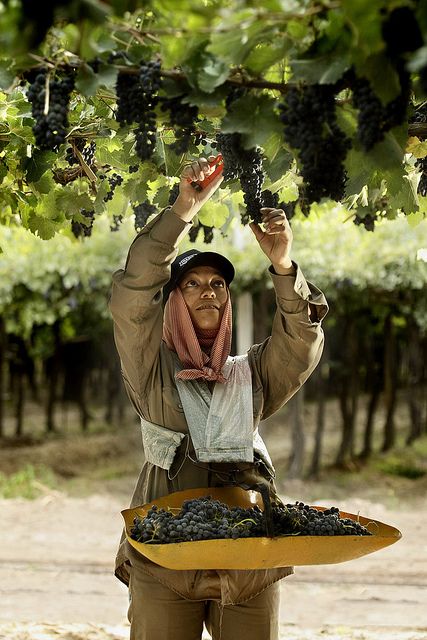 Harvest is done manually with 18kgs trays that guarantee the security and quality of the bunches. Grape Picking, Grapes And Cheese, Wine Vineyards, Wine Photography, Grape Harvesting, Argentina Travel, Wine Time, Wine Region, People Of The World