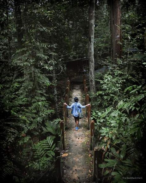 It is just like the Amazon forest in South America but more than twice as old! And the best part: eco tourism. Rafflesia Flower, Christmas Vacation Ideas, Eco Tourism, Amazon Forest, Cameron Highlands, Forest Elf, Wild Forest, Places In The World, Tropical Rainforest