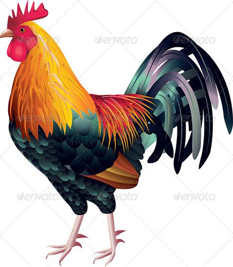 Colorful and high detailed rooster photo realistic vector  Zip file includes: - eps10, editable vector, RGB - jpg, 5561x6363 px, R Rooster Images, Rooster Illustration, Rooster Vector, Cartoon Rooster, Chicken Drawing, Rooster Painting, Chicken Painting, Rooster Art, Chicken Art