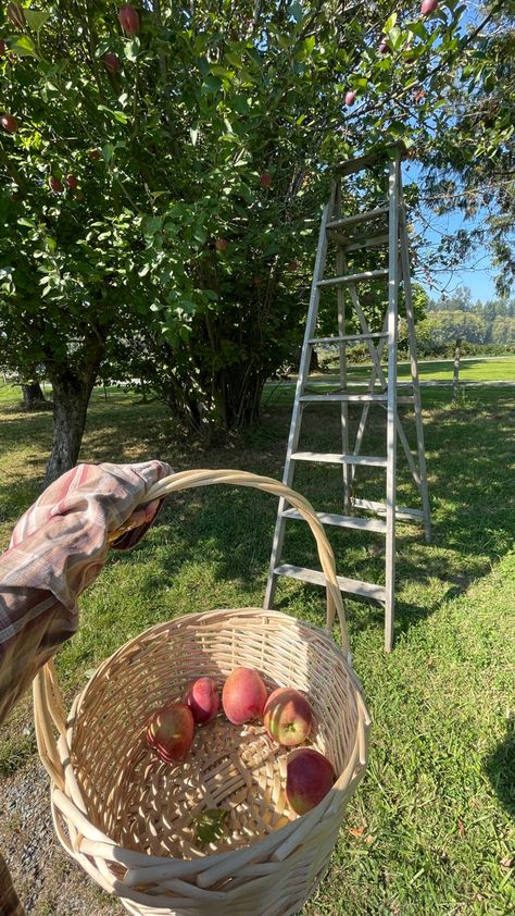 Picking apples for apple crumble on the farm, wooden ladder, apple tree Tree Farm Aesthetic, Apple Tree Farm, Farm Aesthetic, Picking Apples, Apple Farm, Cute Date Ideas, Wooden Ladder, Apple Crumble, Tree Farm