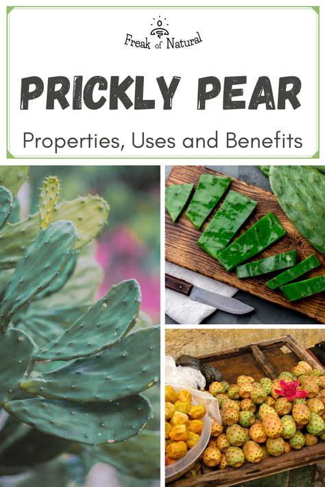 Prickly Pear Cactus Photography, Prickly Pear Cactus Recipes, Cactus Benefits, Culinary Medicine, Prickly Pear Recipes, Cactus Recipe, Pickled Pears, Cactus Pears, Zone 8b