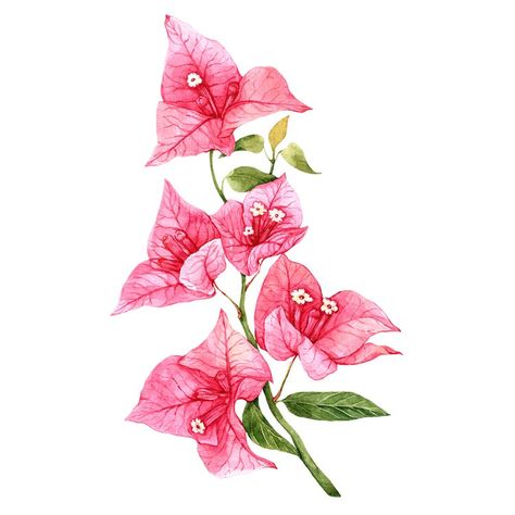 Couleur Feng Shui, Bougainvillea Plant, Bougainvillea Flower, Pink Bougainvillea, Floral Art Prints, Colour Drawing, Botanical Drawing, Flower Image, Flower Tattoo Shoulder