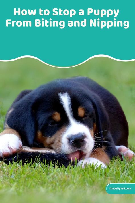 You should not wait for puppies to stop biting on their own. Instead, you need to learn how to stop a puppy from biting and nipping Stop Dog From Biting, Stop Puppy Biting, Canine Tooth, Stop Dog Barking, Puppy Biting, Puppy Chewing, Dog Tips, Aggressive Dog, Dog Biting