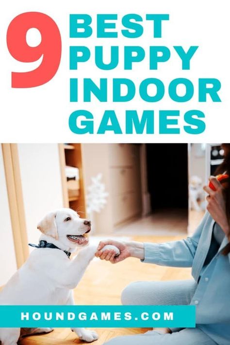 Indoor Puppy Games, Indoor Puppy Playground, Puppy Mind Activities, Entertain Dogs Indoors, Indoor Dog Exercise, Games To Play With Puppy, Puppy Games Training, Puppy Activities, 6 Months Old Activities