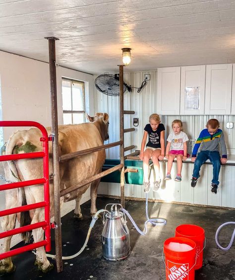 How to Train a Heifer to Become a Family Milk Cow • The Prairie Homestead Cow Milking Stanchion, Cow Corral Ideas, Cow Milking Station, Milk Stanchion, Milk Parlor, Family Milk Cow, Cattle Facility, Milking Cow, Gado Leiteiro