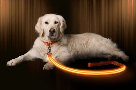 Lights for Dogs at Night and How to Safely Walk Your Dog in the Dark Walking Dog, Led Dog Collar, Up Dog, Dog Lead, Dog Leads, Puppy Training, Dog Leash, Dog Life, Pet Collars