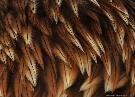 Golden Eagle Head Feathers Clarus Amicitia, Golden Eagle Feather, Eagle Aesthetic, Tiefling Paladin, Golden Eagles, Eagle Feathers, Eagle Wings, Gold Eagle, Golden Eagle