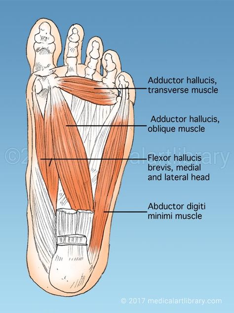 License Image Muscles on the sole of the foot. See Also:Anatomy of the FootFoot MusclesFoot Muscles Muscle Diagram, How To Draw Muscles, Human Muscle Anatomy, Foot Anatomy, Skeleton Anatomy, Drawing Legs, Human Body Anatomy, Muscle Anatomy, Science Projects For Kids