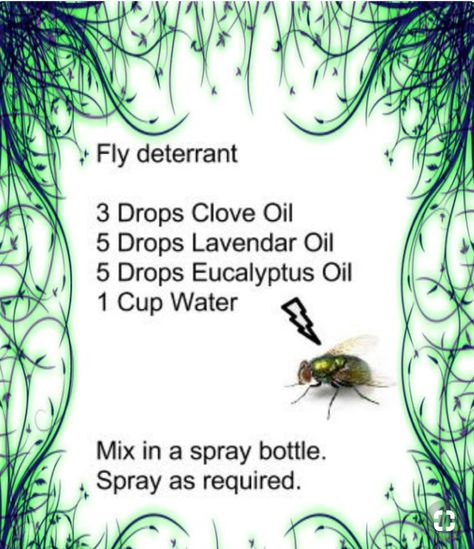 Homemade Fly Spray, Bug Spray Recipe, Fly Spray, Oil Remedies, Essential Oil Blends Recipes, Essential Oil Diffuser Blends, Doterra Oils, Aromatherapy Oils, Oil Uses