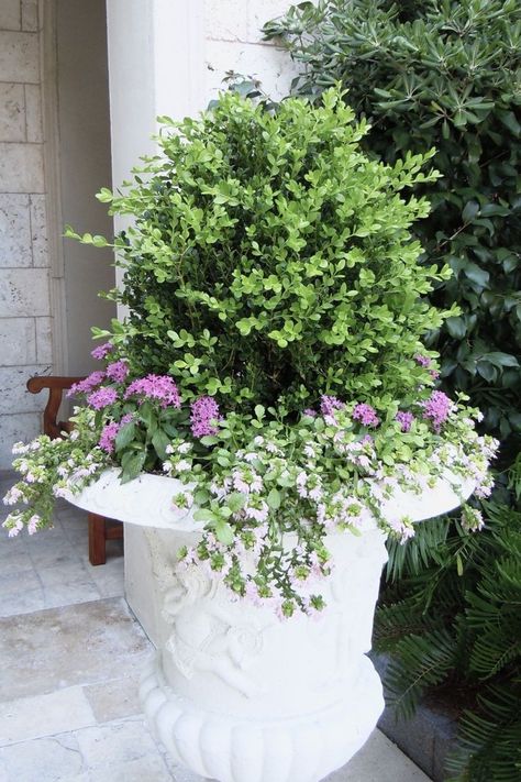 You could create a similar look to create this Boxwood topiary with purple lantana and white bicopa planted underneath. Front Porch Planter Ideas, Boxwood Planters, Porch Planter Ideas, Spring Landscaping, Boxwood Landscaping, Boxwood Hedge, Boxwood Topiary, Garden Urns, Garden Shrubs