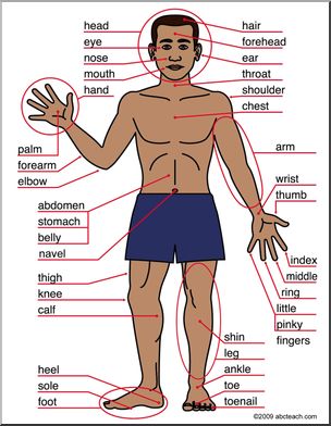 Practice Body Part Names through Songs – Learn Englizz! French Body Parts, Learn To Speak French, French Flashcards, French Worksheets, French Language Lessons, French Education, French Grammar, French Expressions, French Classroom