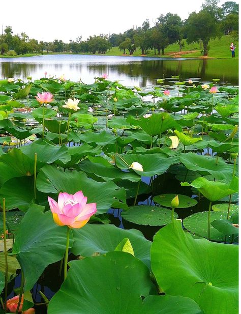 Lotus Flower Pond, Waterfall Images, Backyard Garden Landscaping, Small Water Gardens, Lotus Flower Wallpaper, Garden Landscaping Diy, Picture Flower, Lotus Garden, Lotus Flower Pictures