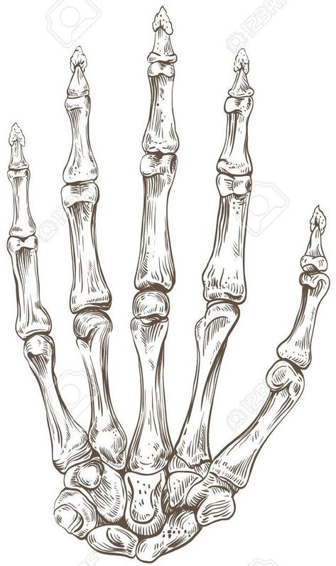 Skeletal Hand, Skeleton Drawings, Skeleton Hand Tattoo, Human Anatomy Art, Anatomy Drawing, Arte Sketchbook, Skeletal, Tattoo Design Drawings, Hand Art