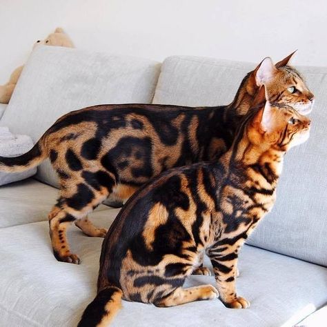 Bengal Cats on Instagram: “These are the most beautiful marble Bengals ever!!😻😻  .  📸 @keepingupwithyodaandchewie  .  👉 Follow us @bengalcatsworld  👉 Follow us…” Bengal Cat Marbled, Grey Bengal Cat, Marble Bengal Cat, Cats Hypoallergenic, Black Bengal Cat, Cat Markings, Bangle Cat, Bengal Cat Personality, Snow Bengal