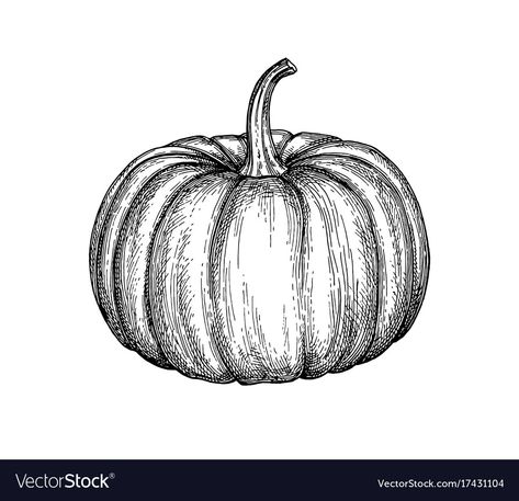 Drawing Of A Pumpkin, Pumpkin Sketch, Shading Drawing, Pumpkin Drawing, Pumpkin Pictures, Pumpkin Illustration, Pumpkin Vector, Fall Arts And Crafts, Pastel Sec