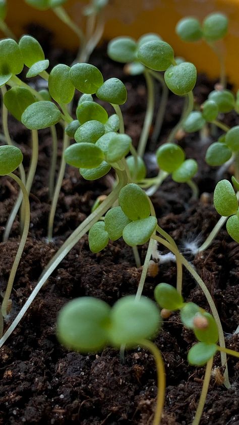 Microgreens Aesthetic, Sprout Aesthetic, Microgreens Growing, Bean Sprout, Bean Sprouts, Growing Plants, Owl House, School Stuff, Drawing Ideas