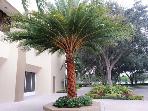 Sylvester Palm, Cold Hardy Palm Trees, Florida Trees, Popular House Plants, Arborvitae Tree, Australian Trees, Myrtle Tree, Privacy Trees, Large Indoor Plants