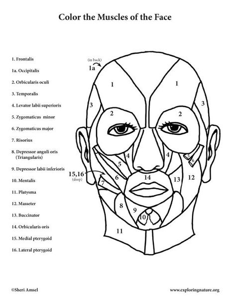 Muscles Of The Face Coloring Page - Coloring Home | Muscles of the face, Anatomy coloring book, Facial muscles anatomy Face Muscles Anatomy, Facial Muscles Anatomy, Anatomy Coloring Pages, Medical Diagrams, Face Muscles, Anatomy Coloring, Human Skeleton Anatomy, Anatomy Flashcards, Color Worksheet