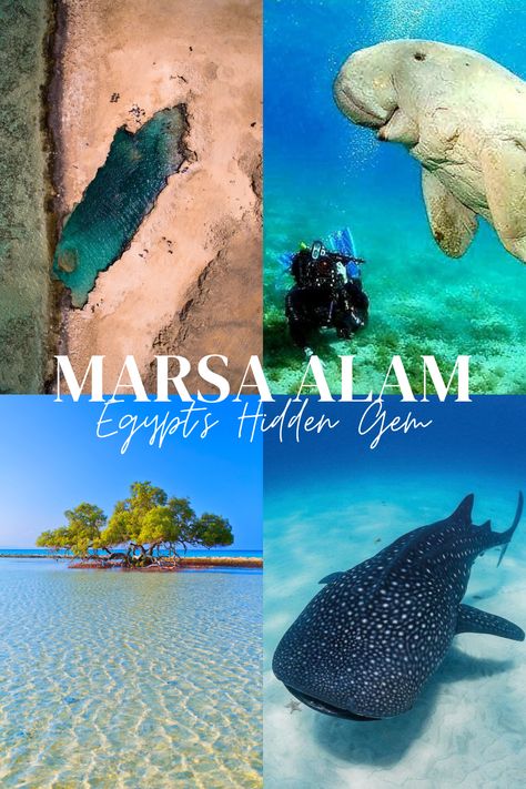 Best Places In Egypt, Egypt In December, Traveling To Egypt, Marsa Alam Egypt, Red Sea Egypt, The Red Sea Egypt, Egypt Red Sea, Africa Travel Beautiful Places, Red Sea Diving