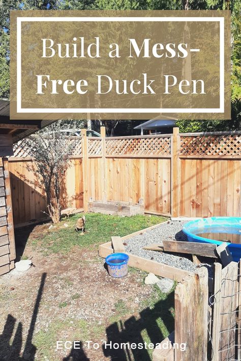 Ducks are known for making any dirt area into a mud pit. But did you know that it doesnt have to be like that? You can have a mess-free duck pen? There are several things that can be done to prevent the muddy mess of your duck pen. Check out this post to see how you can build a mess-free duck pen. Small Duck Enclosure, Duck Incloser, Duck Coop Watering System, Duck Pin Ideas, Diy Duck Toys For Ducks, Runner Duck Enclosure, Mud Free Duck Pen, Duck Pens Ideas, Duck Coop Ideas Diy Easy