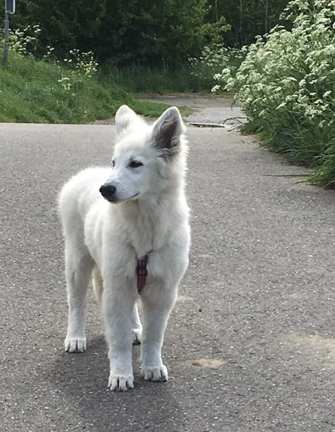 White German Shepard Puppy, White Shepherd Puppy, White German Shepherd Aesthetic, White Swiss Shepherd Dog, White Shepherd Dog, Fat Animals, Swiss Shepherd, White Husky, White Shepherd