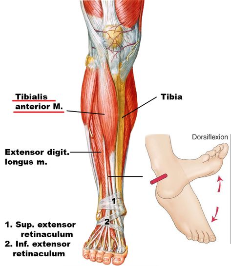 Ankle Joint : Anatomy, Movement & Muscle involvement » How To Relief Ankle Anatomy, Joints Anatomy, Leg Anatomy, Calf Cramps, Running Techniques, Yoga Anatomy, Human Body Anatomy, Muscle Anatomy, Human Anatomy And Physiology