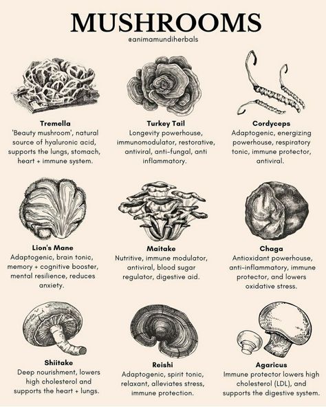 Herbal Education, Mushroom Benefits, Medical Herbs, Food Medicine, Herbal Recipes, Herbal Apothecary, Natural Healing Remedies, Home Health Remedies, Herbal Healing